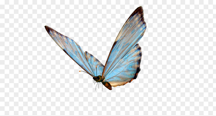 Butterfly Insect Clip Art PNG