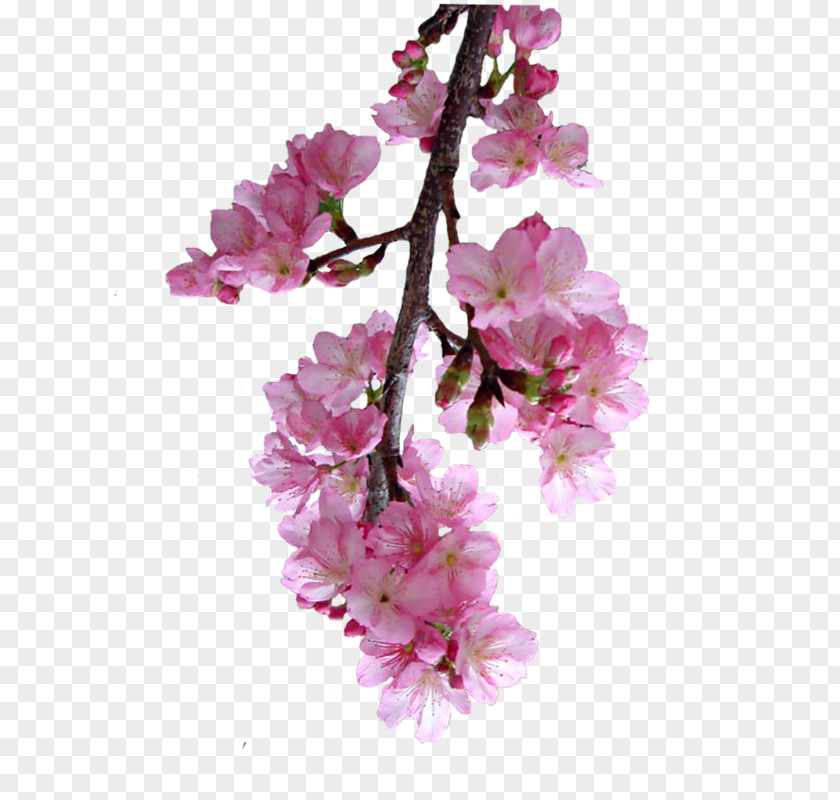 Cherry Blossom Prunus Petal Cut Flowers PNG