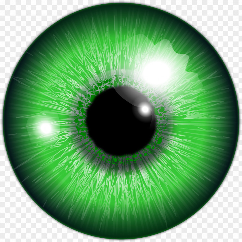 Eye Iris Human Green Clip Art PNG
