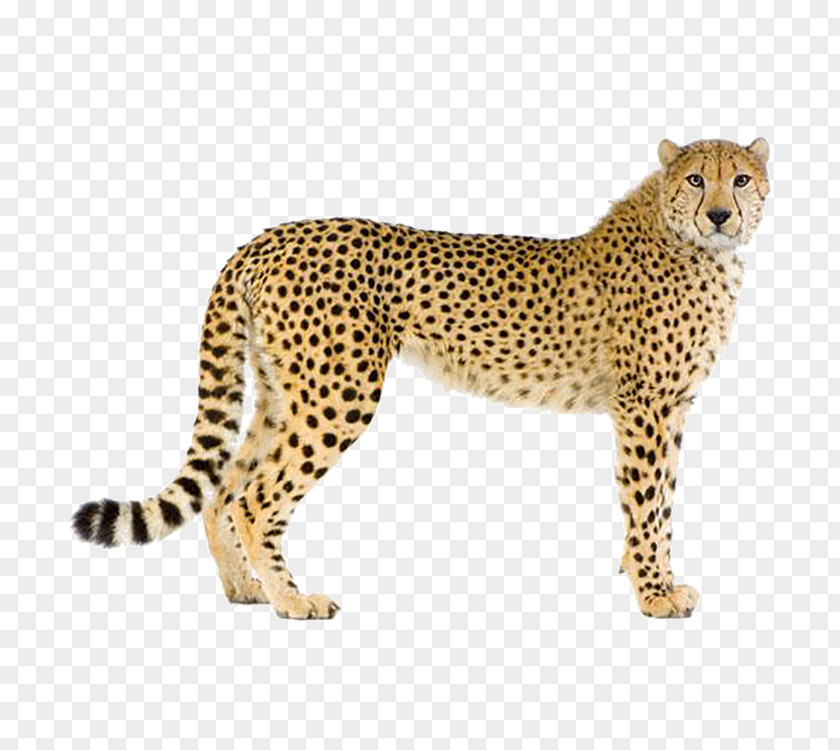 Leopard Cheetah Cougar Stock Photography PNG
