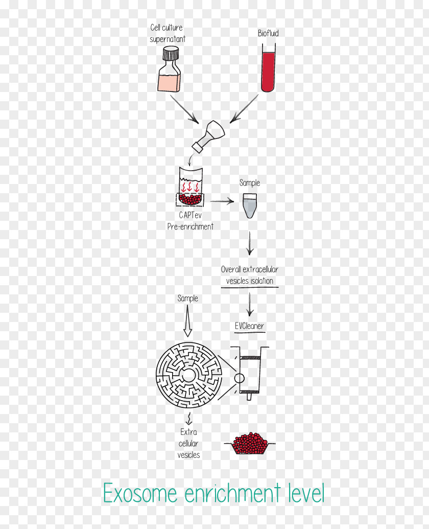 Microrna Exosome MicroRNA Cell Culture Vesicle Biomarker PNG