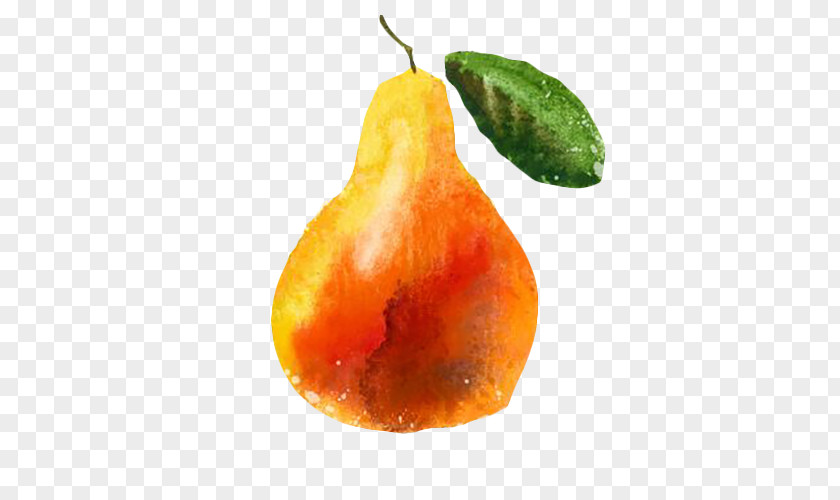 Paint Pear Pyrus Xd7 Bretschneideri Logo Fruit Illustration PNG