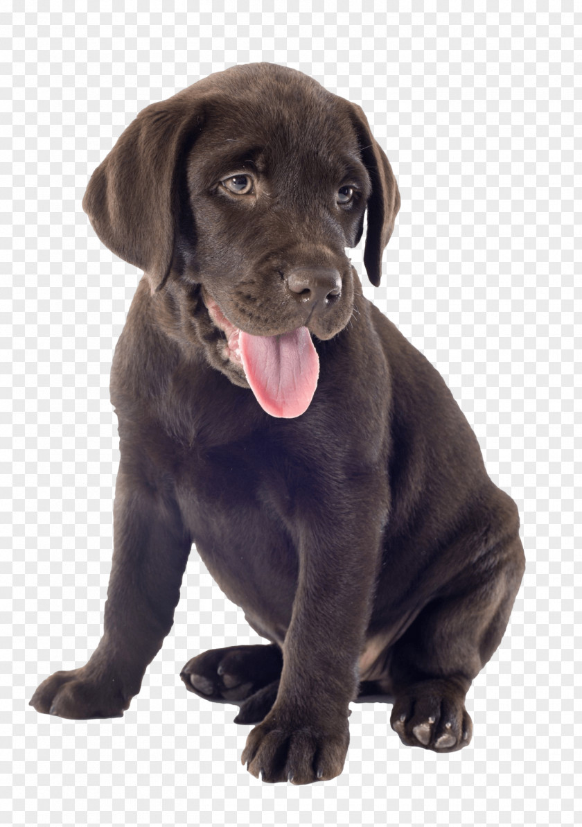 Puppy Labrador Retriever Dog Breed Companion Borador PNG