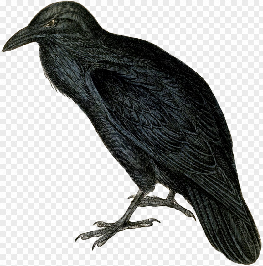 Raven The Common Clip Art PNG