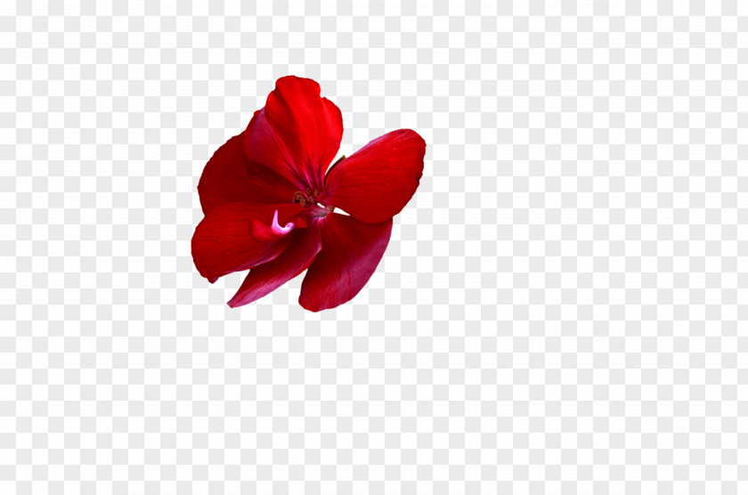 Creative Stock Photos Download Flower Desktop Wallpaper PNG