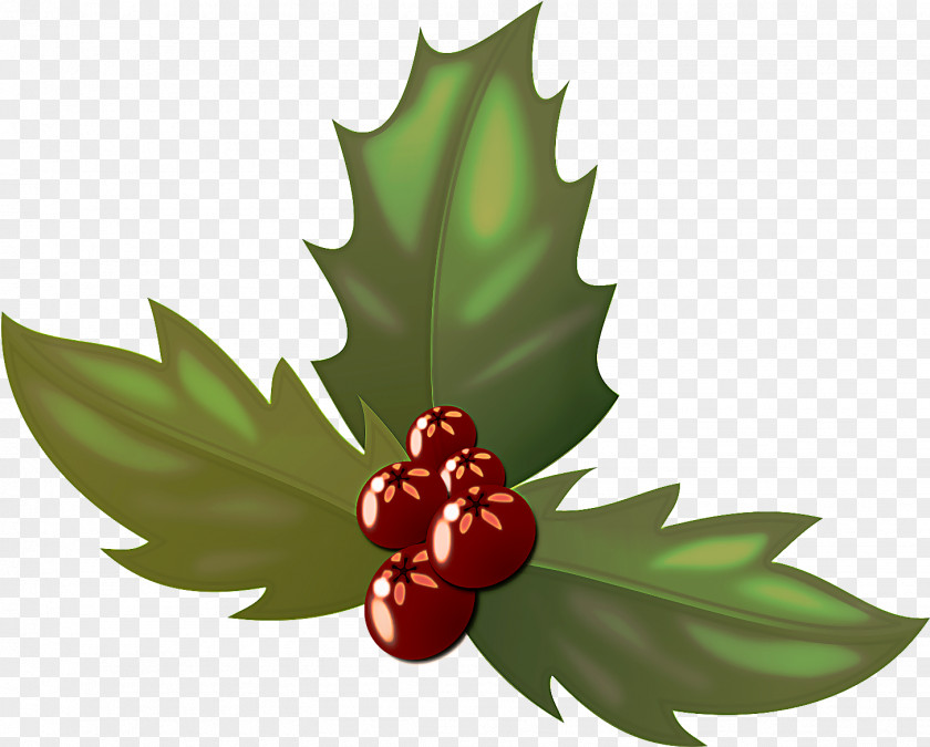 Flowering Plant Fruit Holly PNG
