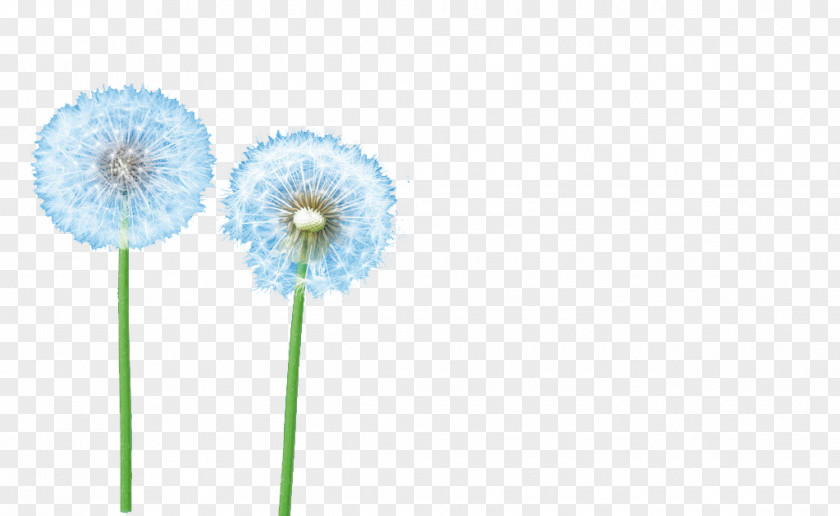 Free To Pull The Material Of Dandelion Clip Art PNG