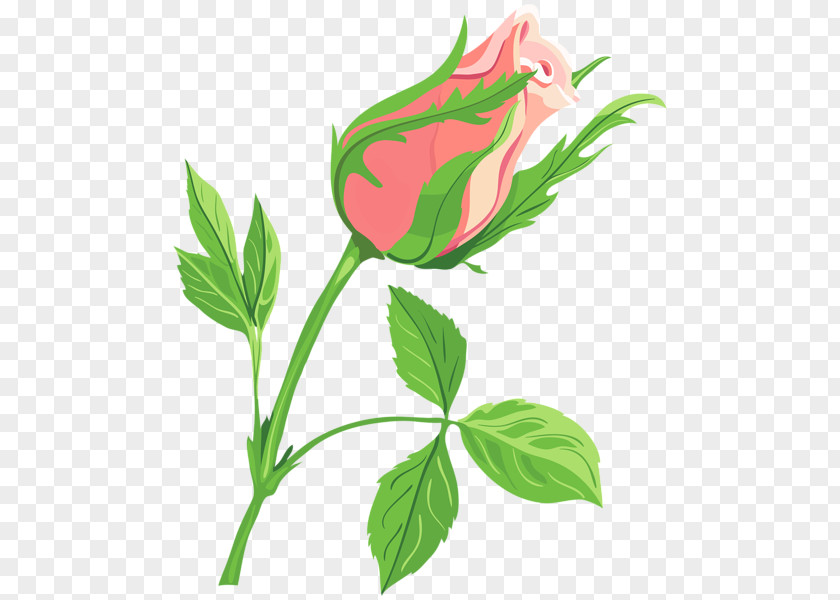 Rose Borders Drawing Flower Clip Art PNG