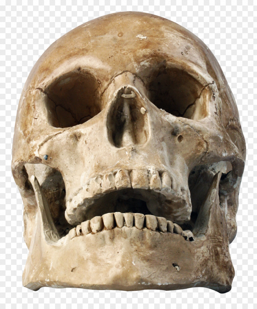 Skeleton Skull Human Clip Art PNG