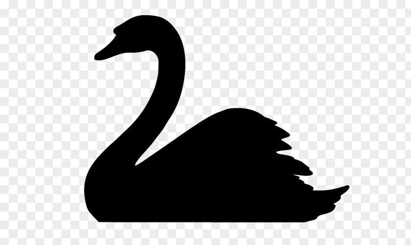 Swan The Black Swan: Impact Of Highly Improbable Tundra Trumpeter Whooper PNG