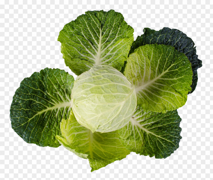 Cabbage Red Vegetable Collard Greens PNG