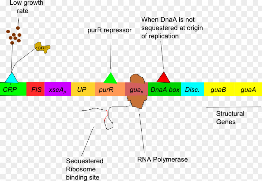 L-arabinose Operon Gua Regulation Of Gene Expression Lac PNG