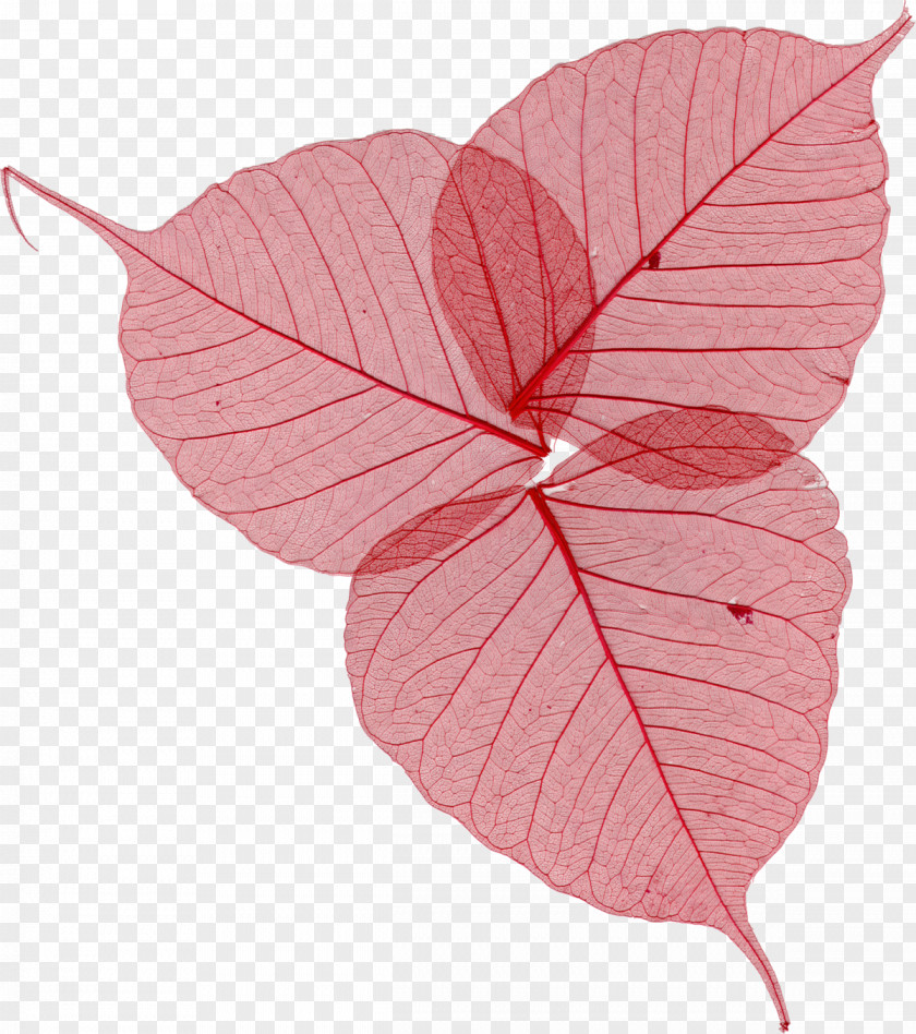 Leaf Image Clip Art Download PNG