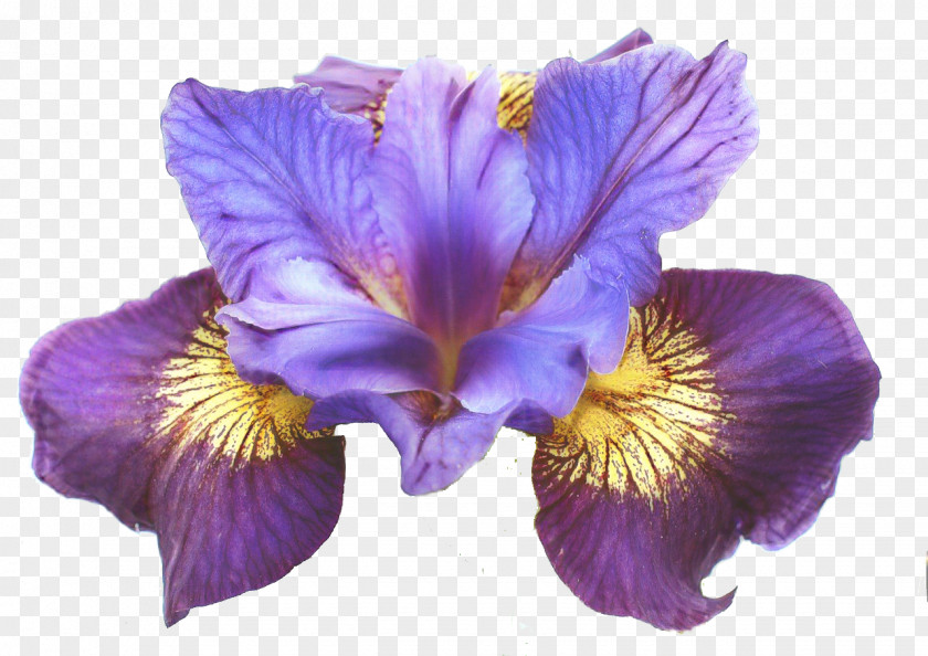 Siberian Iris Northern Blue Flag Flower Data Set Japanese Water Botany PNG