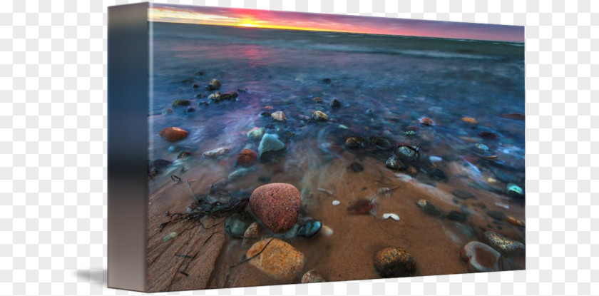 Beach Sunset Sea Stock Photography Water Organism PNG