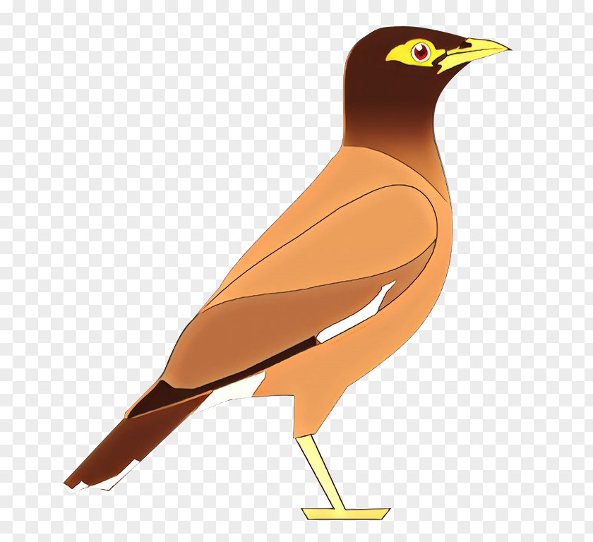 Bird Beak Common Myna Acridotheres PNG