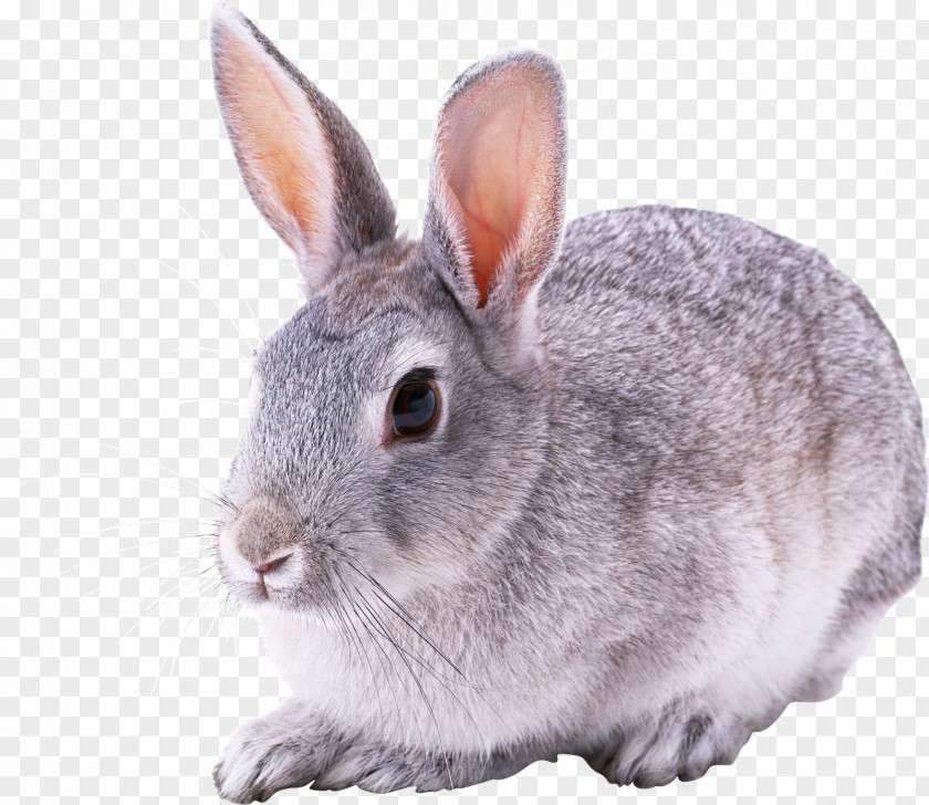 Bunny Hare European Rabbit Cottontail Puppy Dog PNG
