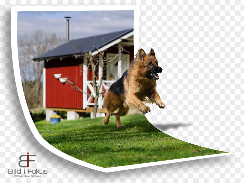 Dog Breed German Shepherd Obedience Training Trial Snout PNG breed training trial Snout, out of bound clipart PNG