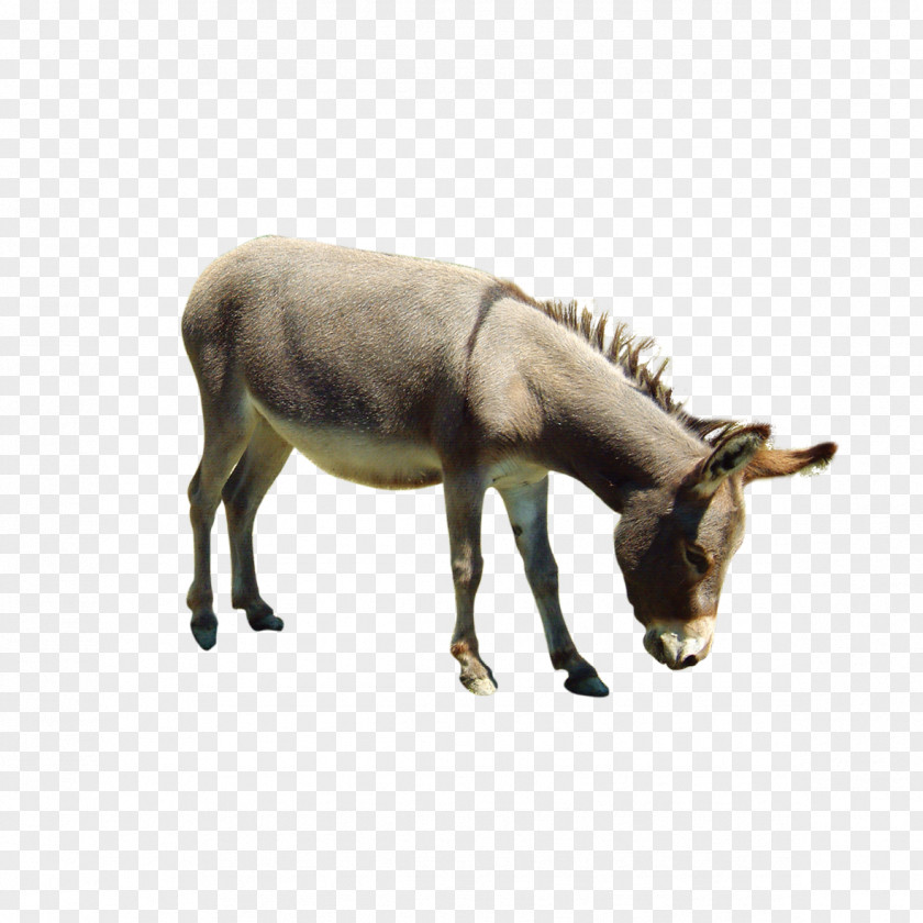Donkey Animal Picture Hinny Mule Horse PNG