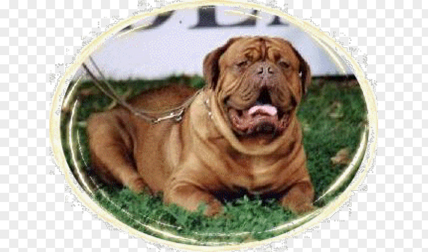 Dorset Olde Tyme Bulldogge English Toy Bulldog Bullmastiff Dogue De Bordeaux PNG