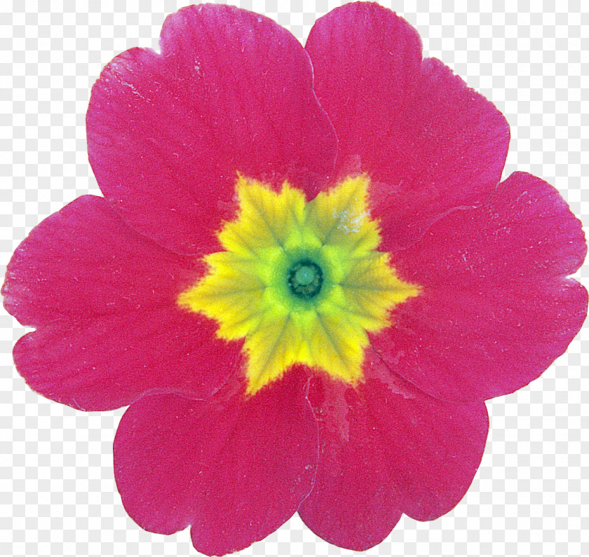 Flower Petal Primrose Clip Art PNG