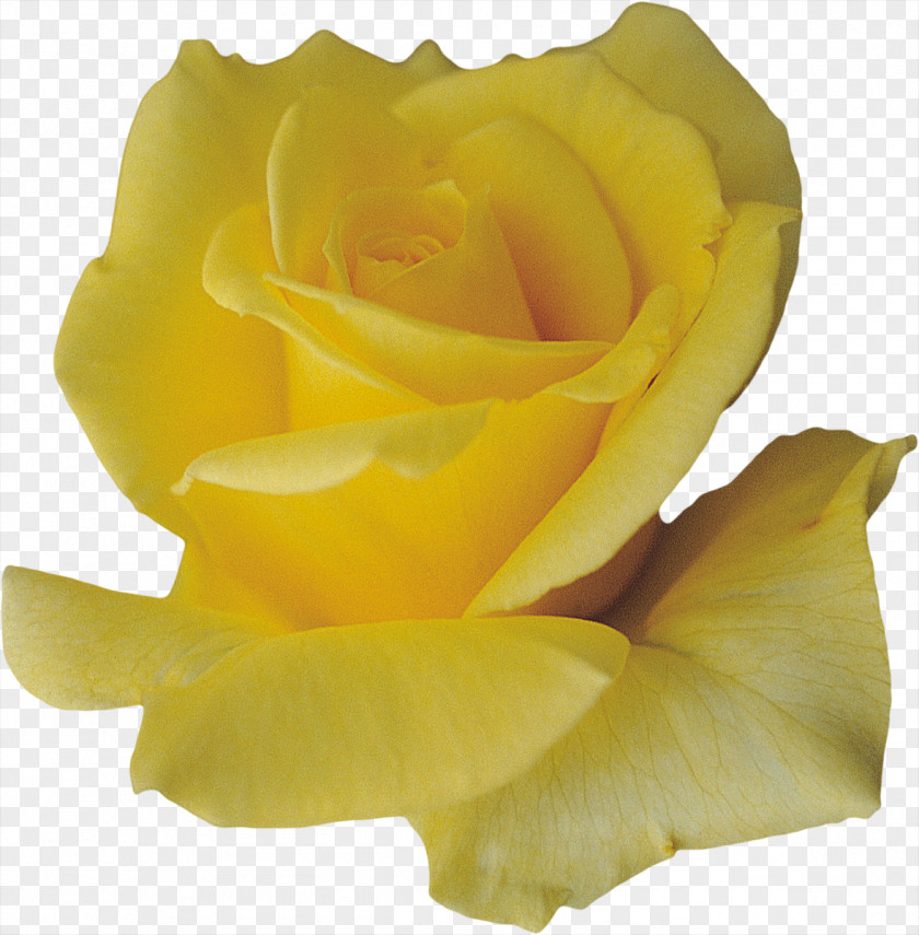 Fresh Yellow Rose Petals Petal Flower PNG
