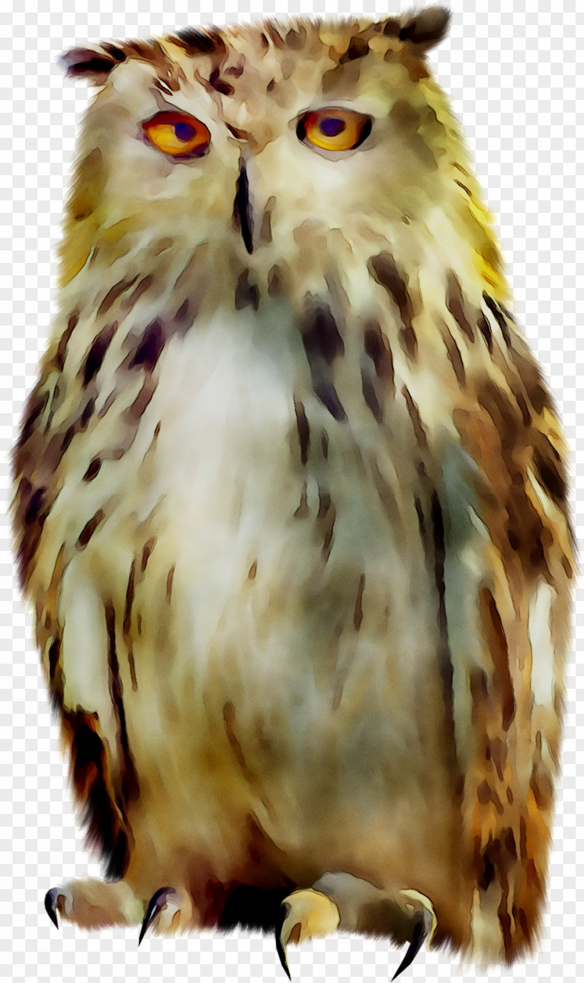 Tawny Owl Bird Snowy PNG