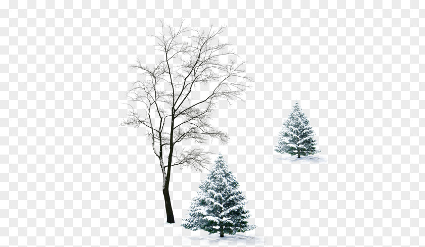 Tree Winter Cloak Infant PNG