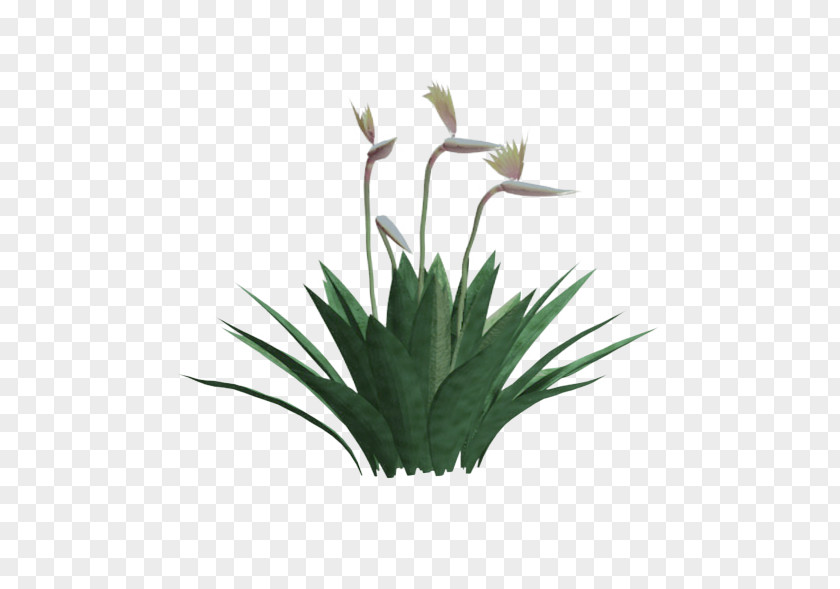 Avenue Yucca Faxoniana Strelitzia Reginae Plant Shrub Gloriosa PNG