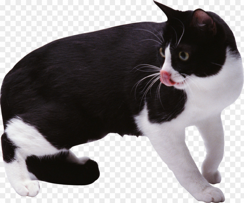 Cats Manx Cat European Shorthair American Wirehair Japanese Bobtail Black PNG