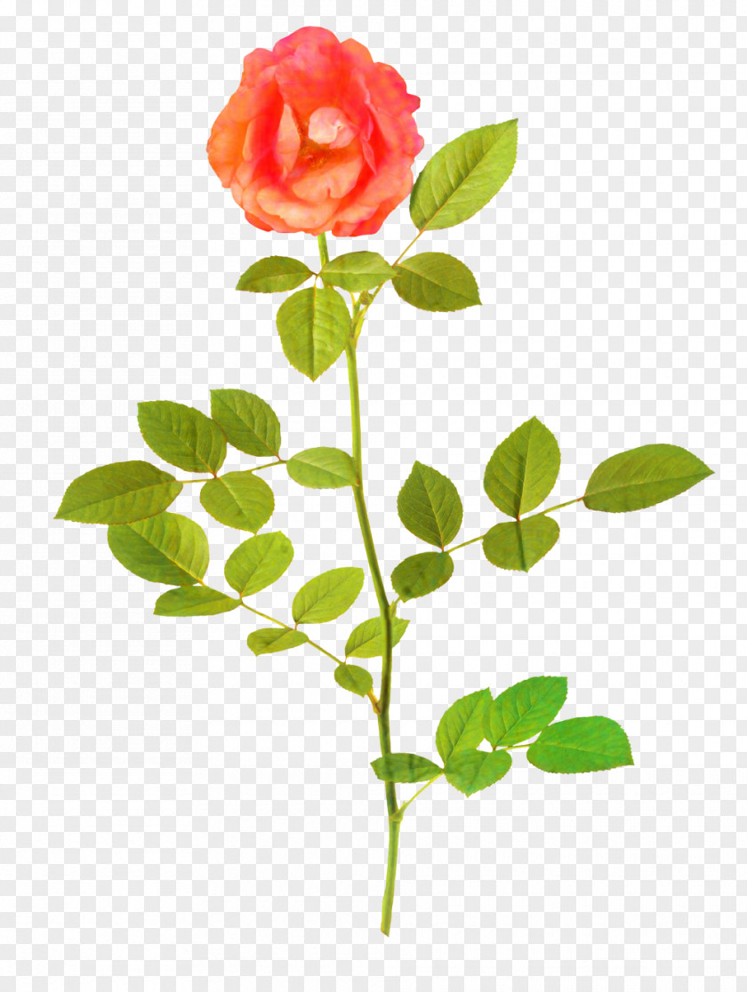 Clip Art Painting Rose Vector Graphics PNG