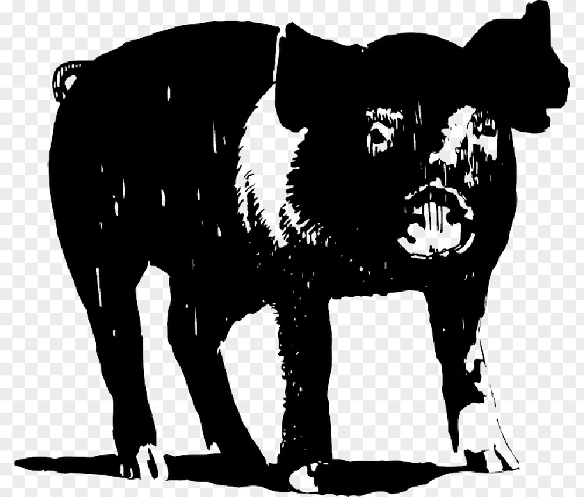 Large White Pig Clip Art Vector Graphics Illustration PNG