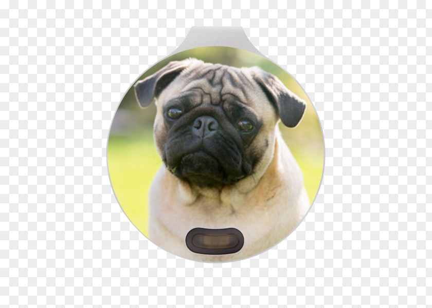 Pug Bulldog Puppy Dog Breed Eye PNG