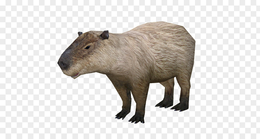 Rat Capybara Rodent Wikia PNG