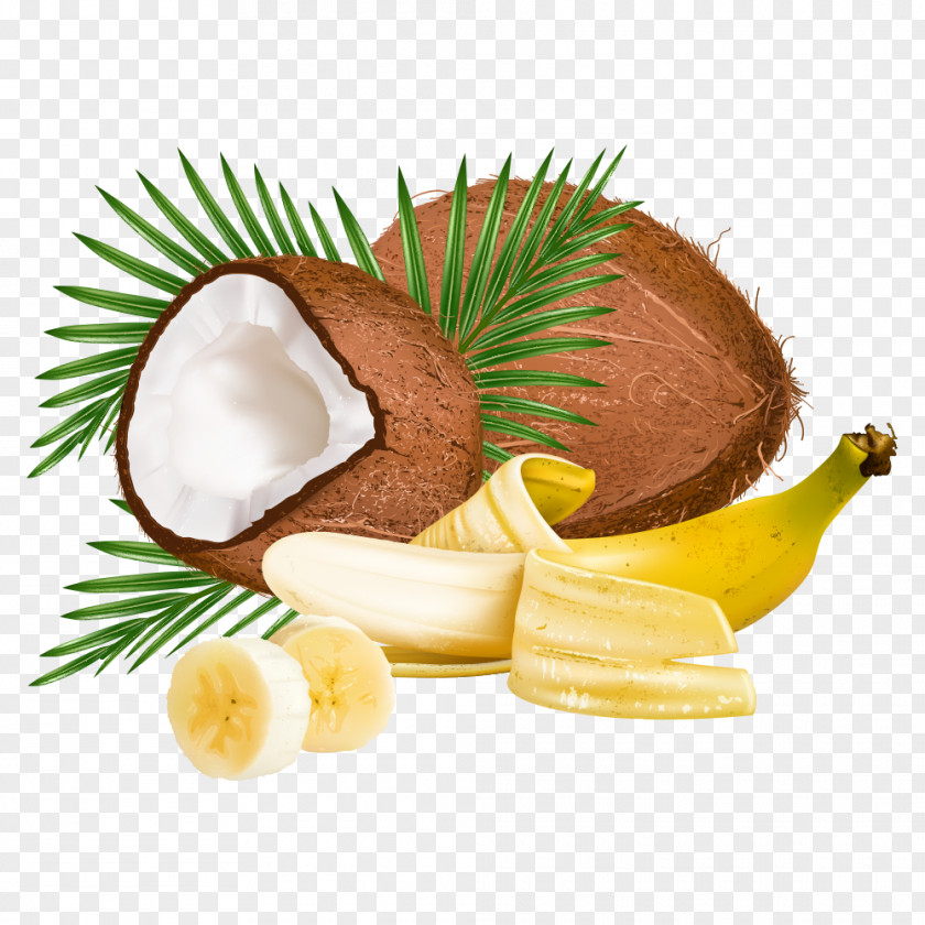 Vector Coconut Leaf Clip Art PNG