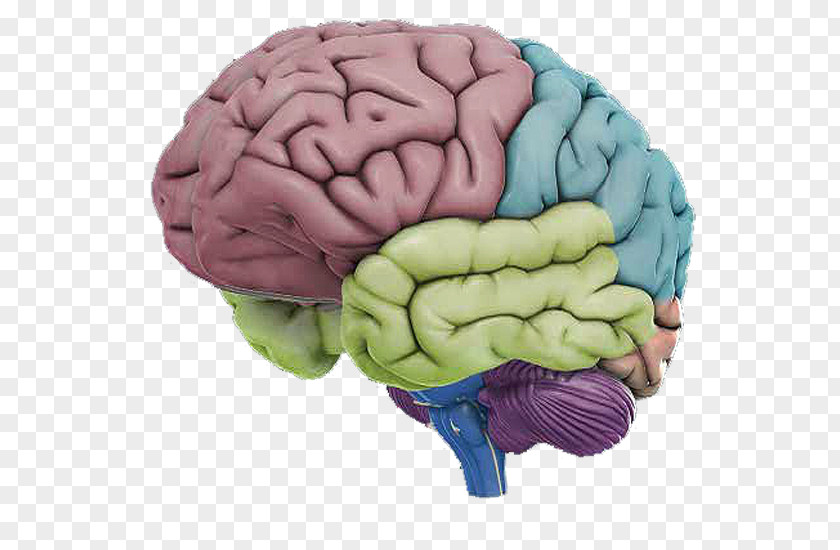 Brain Human Anatomy Body PNG