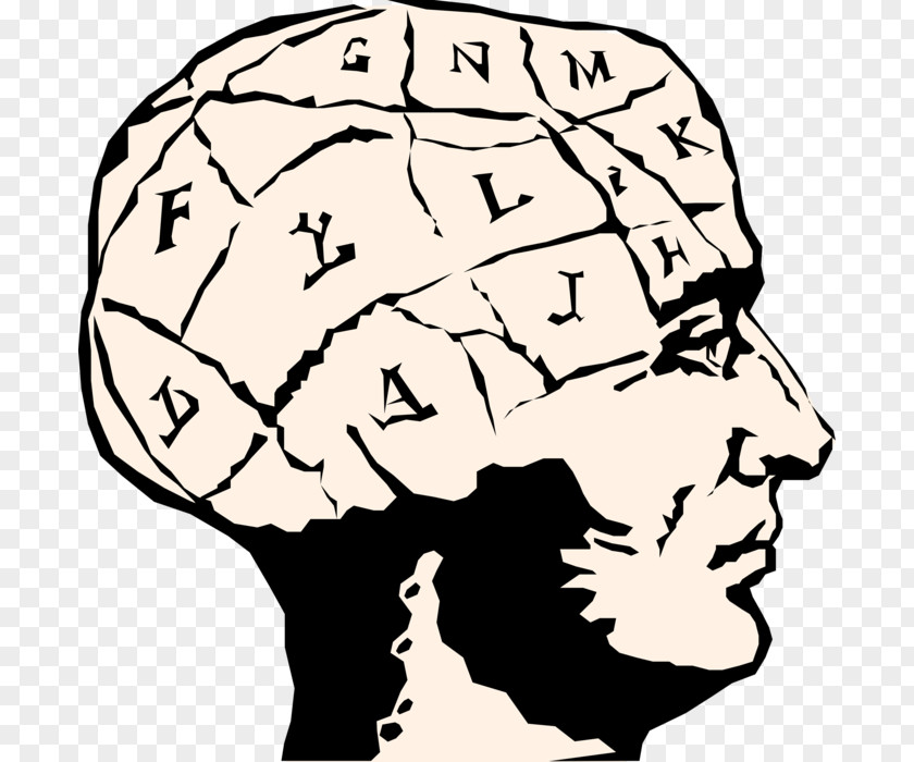 Brain Human Clip Art Vector Graphics PNG