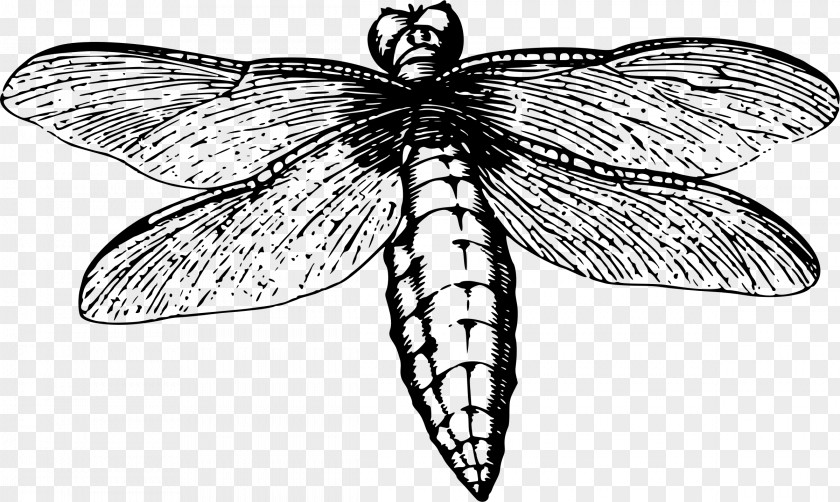 Dragon Fly Dragonfly Insect Butterfly Line Art PNG