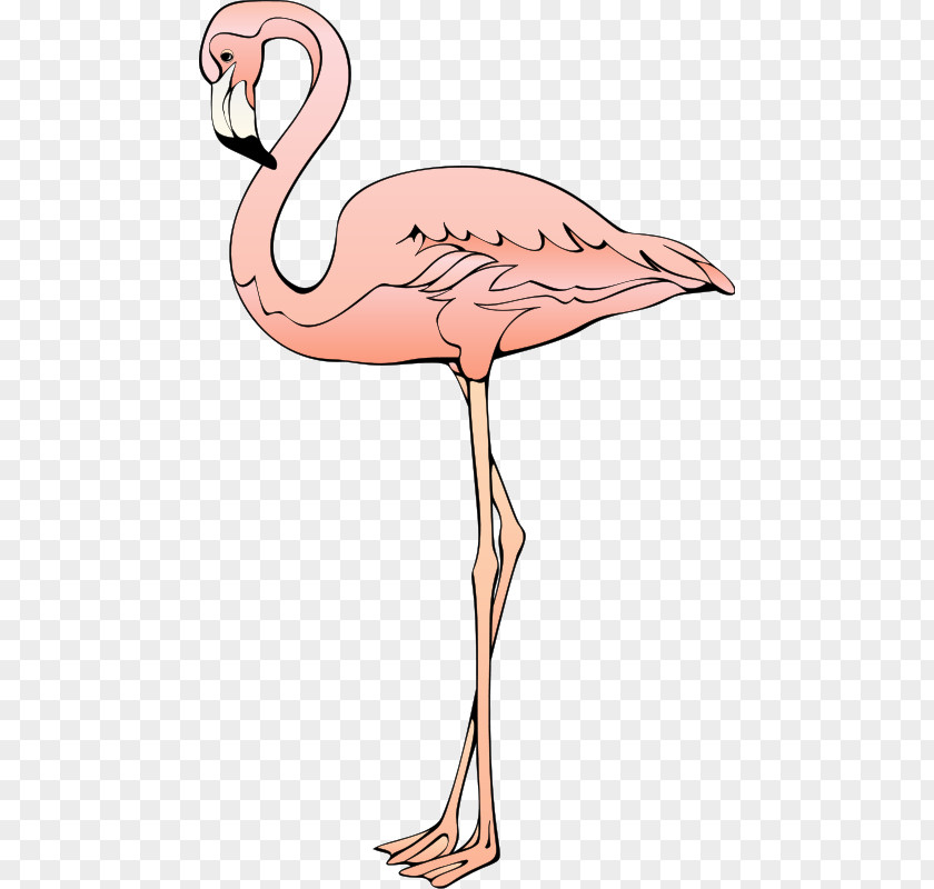 Ostrich Plastic Flamingo Blog Clip Art PNG