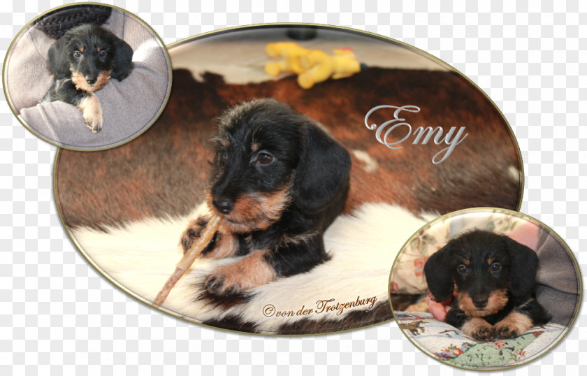 Puppy Dog Breed Crossbreed PNG