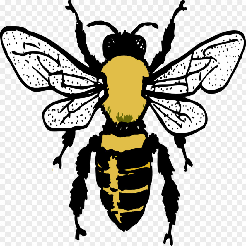 Bee European Dark Insect Drawing Beehive PNG