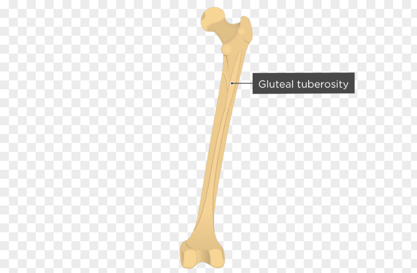 Gluteal Muscles Tuberosity Medial Condyle Of Femur Epicondyle PNG