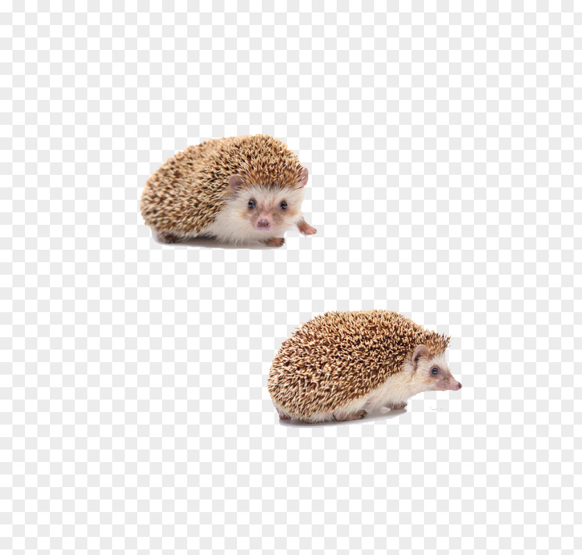 Small Animal Hedgehog Domesticated Fur Porcupine Domestication PNG