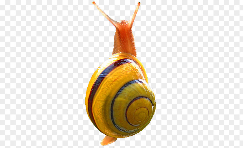 Snail Terrestrial Slugs Android Orthogastropoda PNG