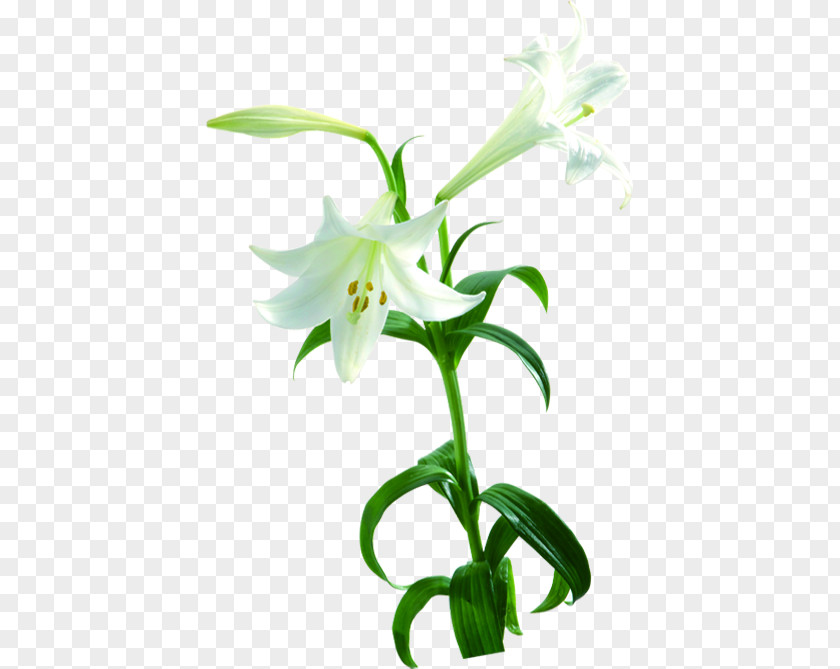 White Flowers Lily Plant Lilium Flower Photography PNG
