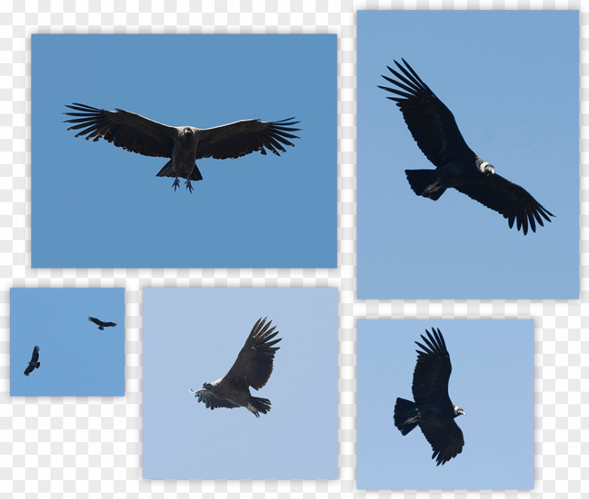 Bird Andean Condor Turkey Vulture Bald Eagle PNG