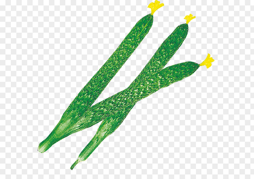 Cucumber Download PNG