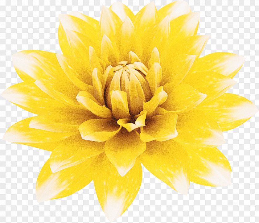 Dahlia Stock Photography Flower Yellow PNG