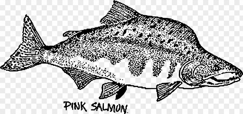 Fish Pink Salmon Chum Sockeye PNG