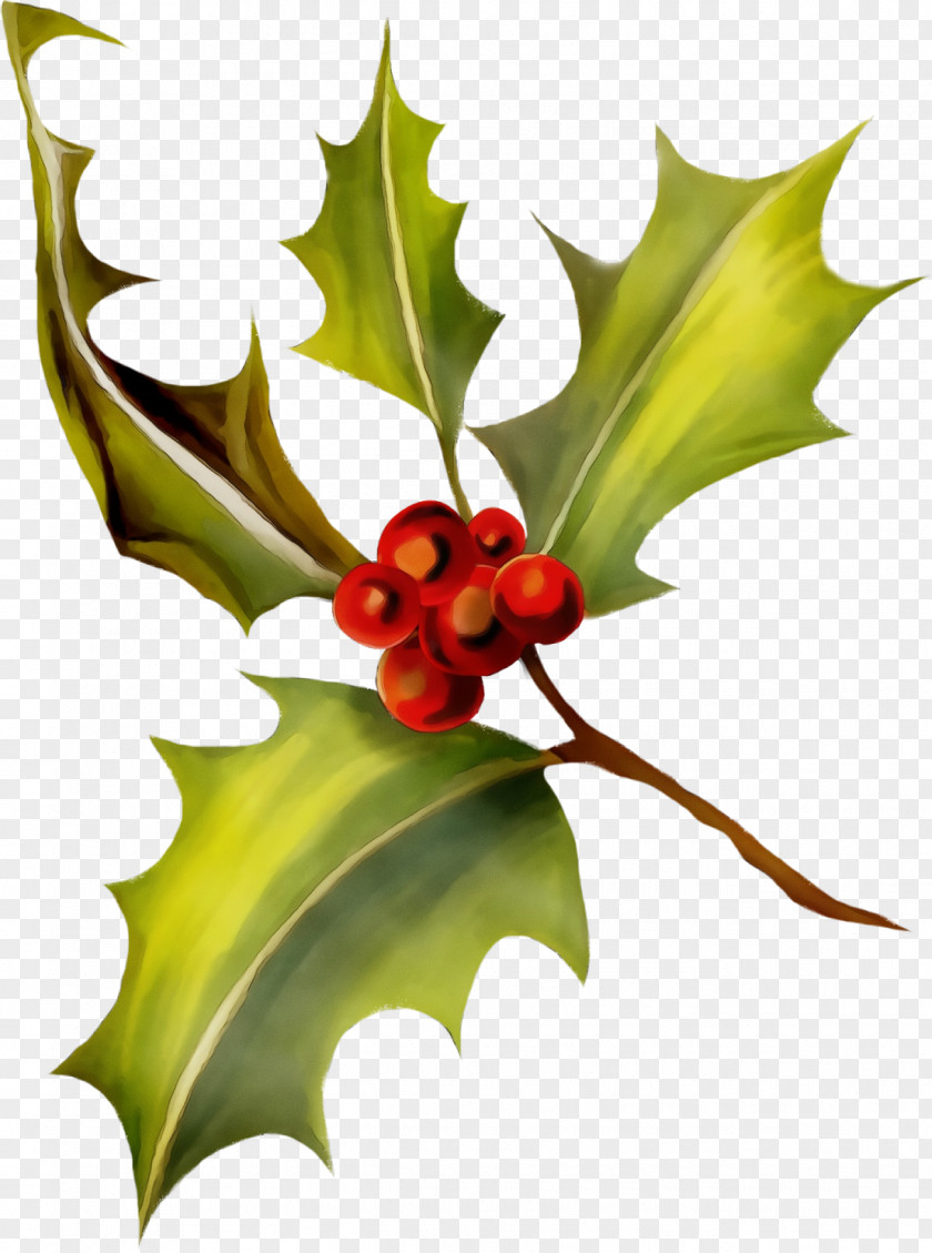 Hawthorn Tree Holly PNG